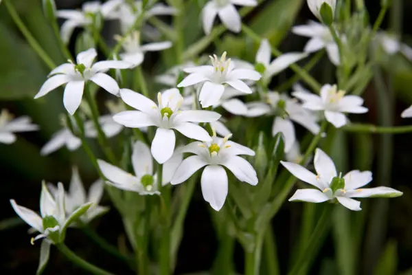 Žárovky pro naturalizaci