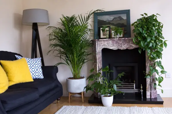 How to grow Fatsia japonica - where to grow Fatsia japonica