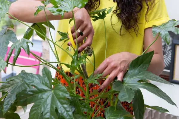 How to grow Fatsia japonica - where to care for Fatsia japonica