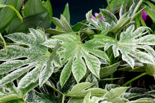 Fatsia japonica 