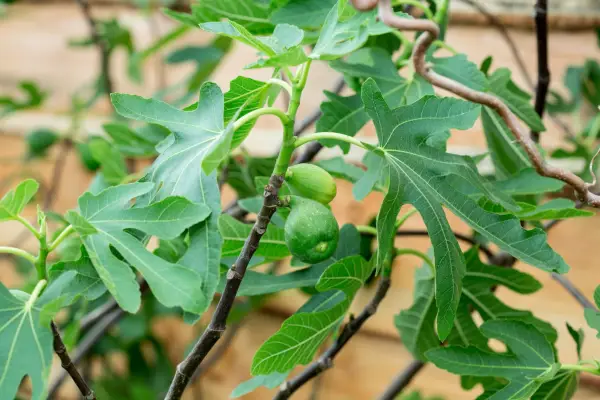 Fig tree foliage and fruit
