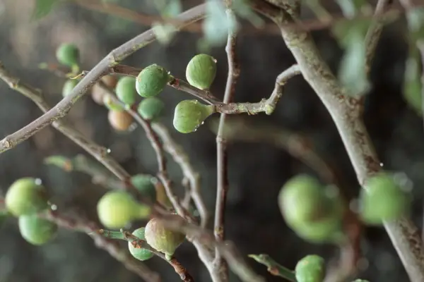 How to grow figs - caring for fig trees