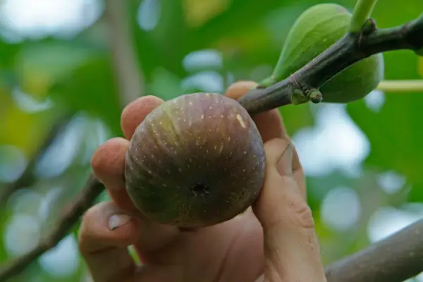 How to grow figs - harvesting figs
