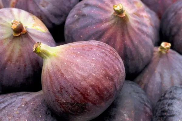 How to grow figs - storing figs