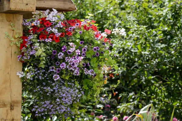 How to grow petunias - petunias growing in a hanging basket