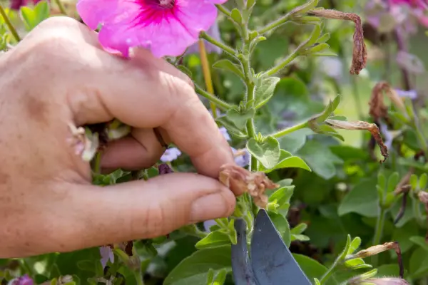 How to grow petunias - deadheading petunia flowers