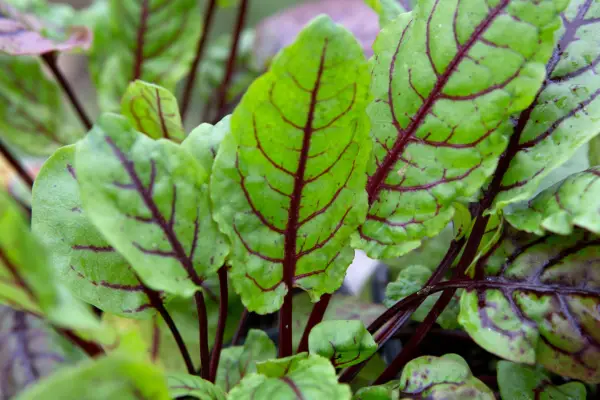 Red-veined sorrel leaves