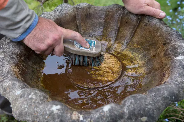 Scrubbing the bird bath