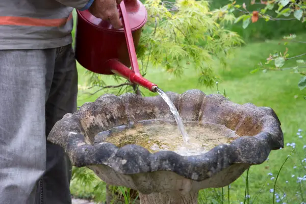 Filling the bird bath with water