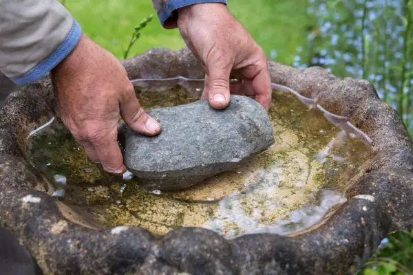 Adding a stone to the bird bath