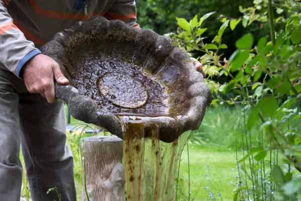 Jak udržovat ptačí koupel