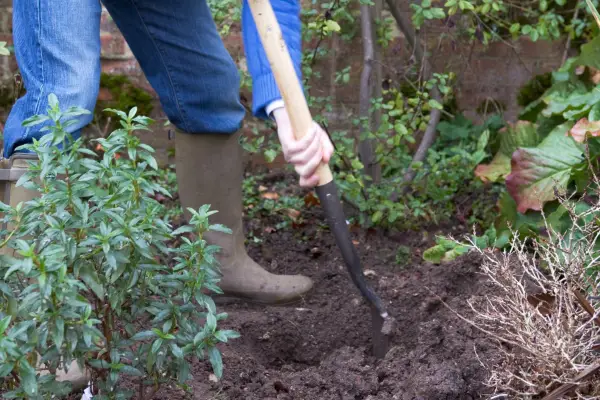 How to plant dogwood - working in organic matter