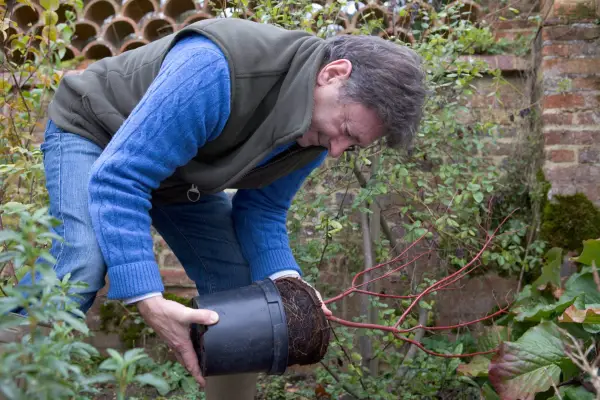 How to plant dogwood - teasing the dogwood out of its pot