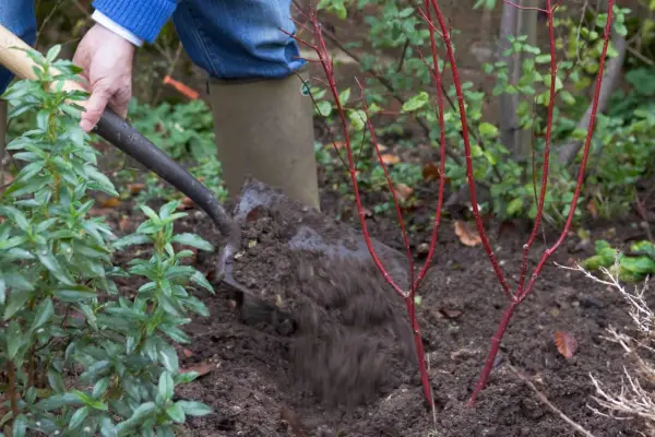 How to plant dogwood - planting the dogwood