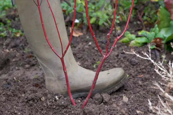 Jak pěstovat Dogwood