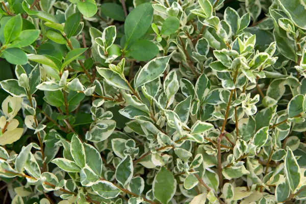 Hedges for problem spaces - privet