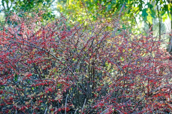 Hedges for problem spaces - berberis