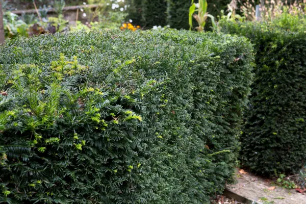 Hedges for problem spaces - yew