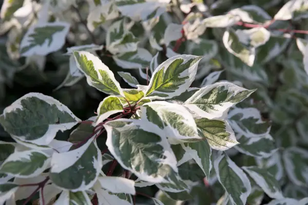 Hedges for problem spaces - dogwood