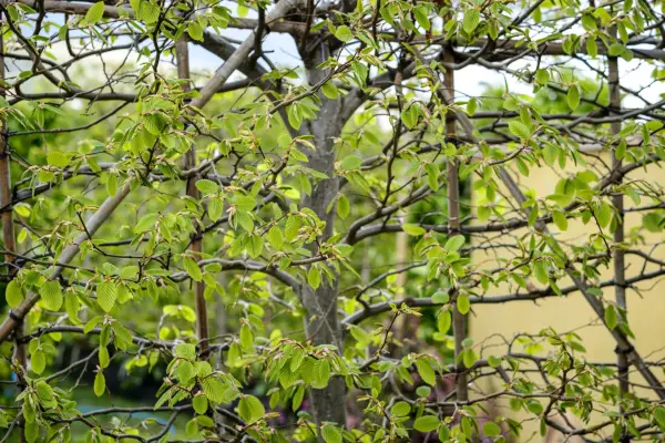 Haies pour les lieux de problème