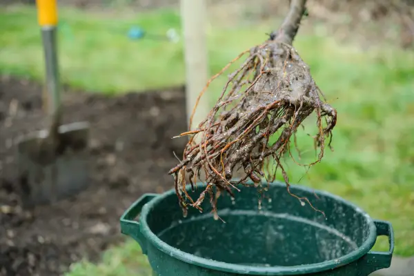 Planting a bare-root tree