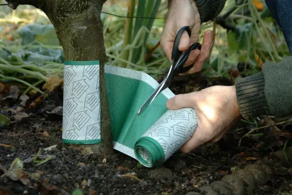 Wrapping a grease band around the base of an apple tree
