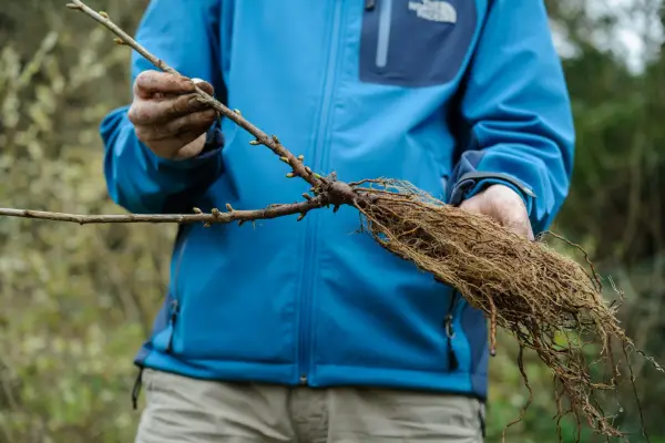How to grow blackcurrants - planting blackcurrants