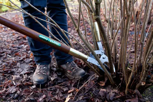 How to grow blackcurrants - pruning blackcurrants