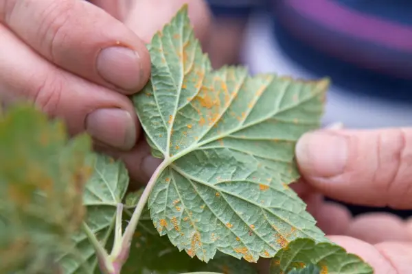 How to grow blackcurrants - problem solving