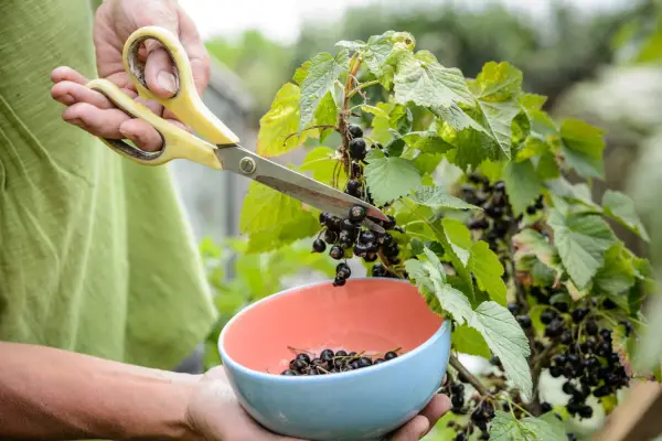 How to grow blackcurrants - harvesting blackcurrants
