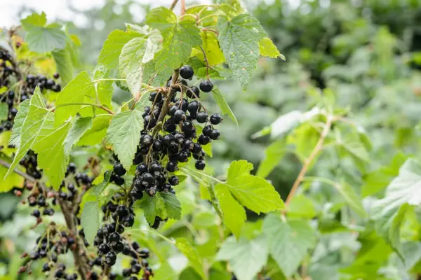 How to grow blackcurrants - varieties to try
