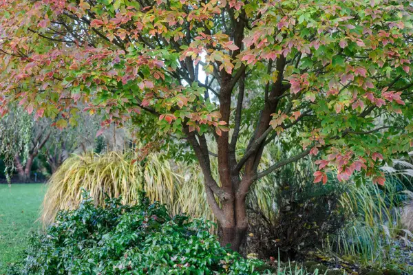Established Japanese maple