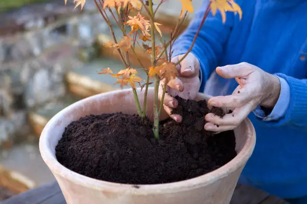 How to grow Japanese maples - planting a Japanese maple in a pot