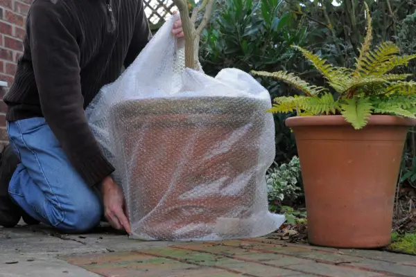 Protecting Japanese maples in pot