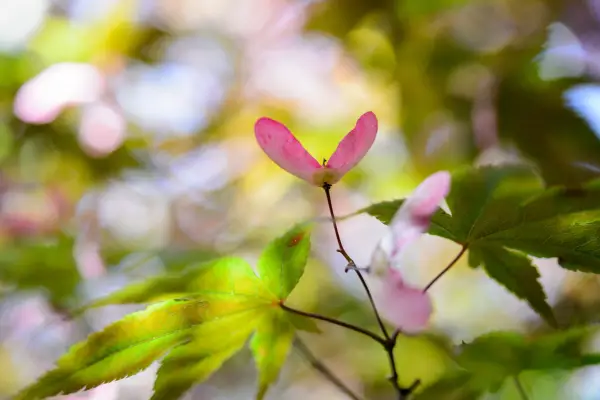 How to grow Japanese maples - Japanese maple seed