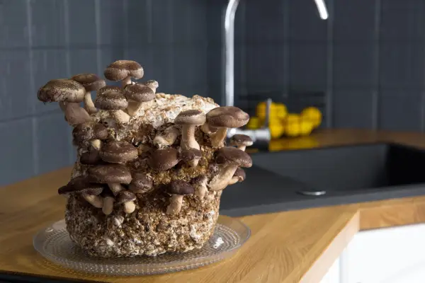 Shiitake mushrooms, Lentinula edodes growing kit in home kitchen counter. Getty Images