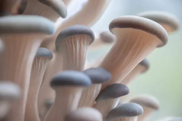 Oyster mushrooms. Getty Images