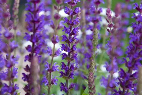 Salvia nemerosa 