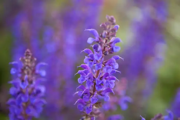 Salvia x sylvestris Viola Klose