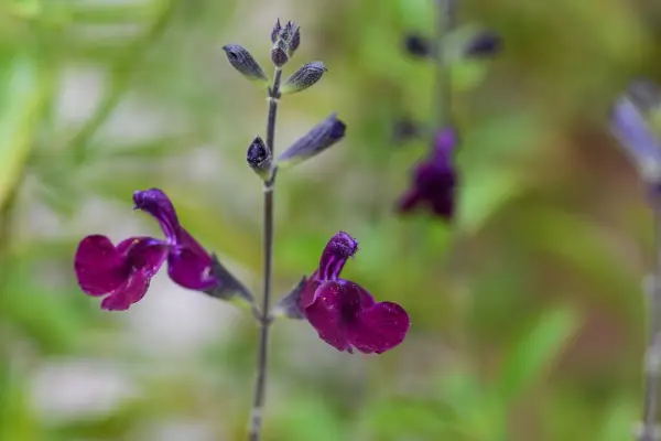 Salvia x jamensis 