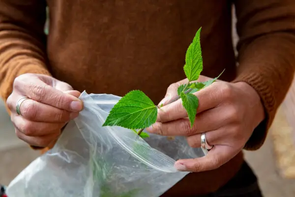 Taking cuttings from Salvia 
