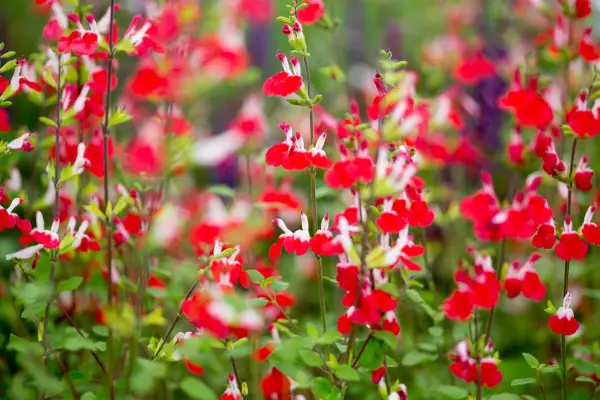 Plants for easy summer flowers: Salvia 