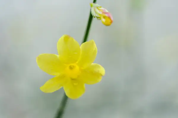 Jasminum nudiflorum 