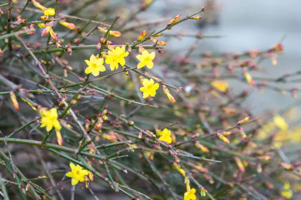 Winter jasmine (Jasminum nudiflorum). Getty Images