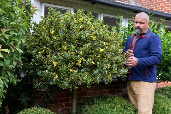 Checking the shape of your topiary