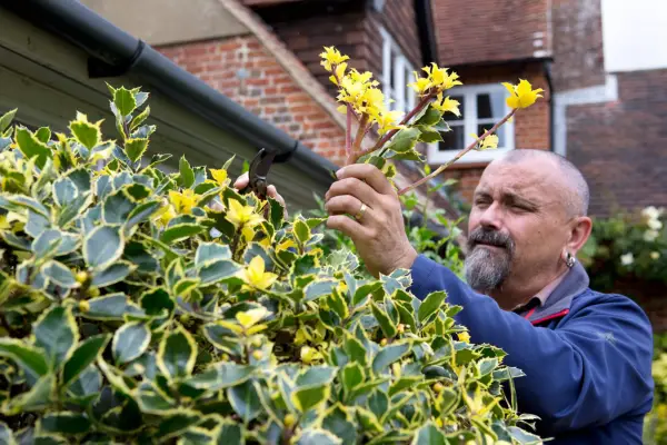 Removing reverted shoots