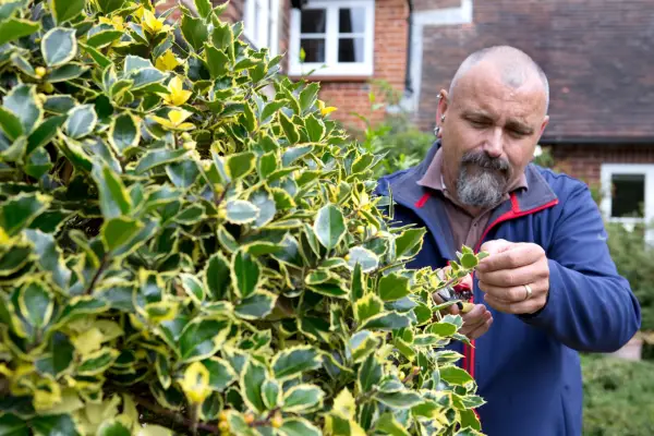 Snipping back weaker shoots