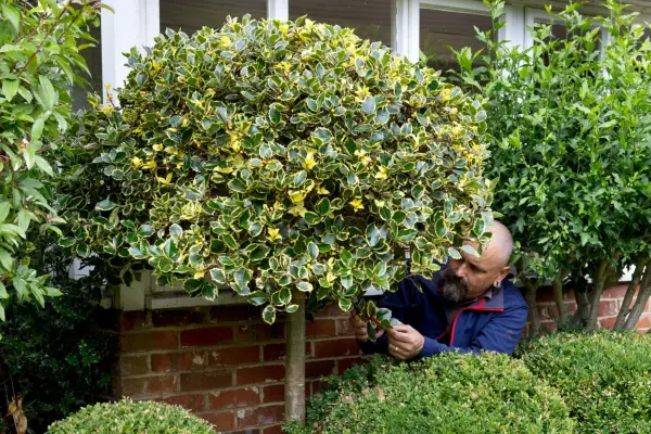 Removing unwanted suckers