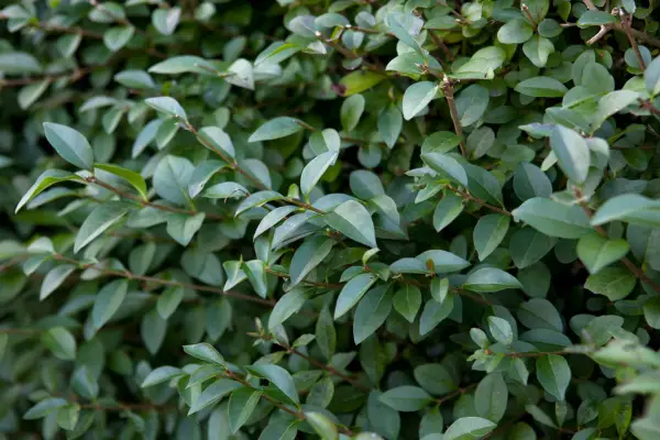 privet-2