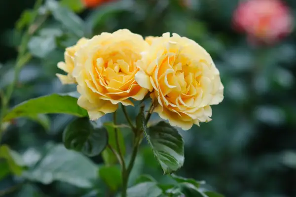 Floribunda rose 
